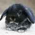 Bunnana (@donttellstefan) Twitter profile photo Bunnana (@donttellstefan) Twitter profile photo