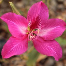 jigyasasamay's profile picture. 