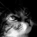 Satoshi Kimura (@toecheese) Twitter profile photo