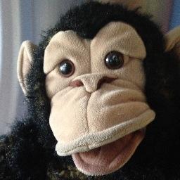 thepanzthemonk's profile picture. Created in the North Pole and found my human (thanks Santa). Now I entertain my human, the hand (aka Big Guy) and Patami. Good looks and funny - triple threat!