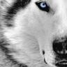 k9mama27's profile picture. It’s all about the furbabies! We have 3 big dogs & 10 cats! Love God, my Bronze Star husband, my family & our country! #UltraMAGA #2A #1A #Trump #Dogs #Cats #k9