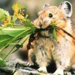 Maker of flower haypiles, always ready to bicker, loud guardian of the mountain tops.