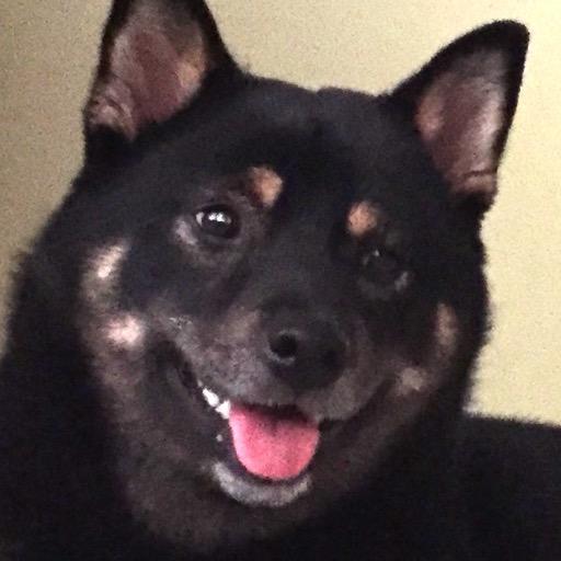 LeviShiba's profile picture. 