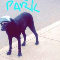 Dog Park (@dogparkband) 's Twitter Profile