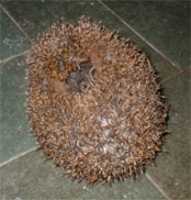 urumikoyan's profile picture. 