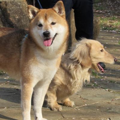 柴犬しょこらと、ミニチュアダックスのヴォーグです。