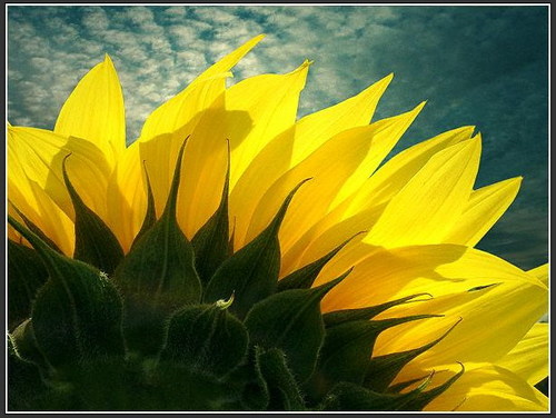 Israel_Pardos's profile picture. 