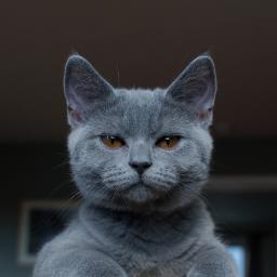 The_Purring_Cat's profile picture. Loving life, stalking birds, chasing mice and occasionally leaving animal remains in the hallway.