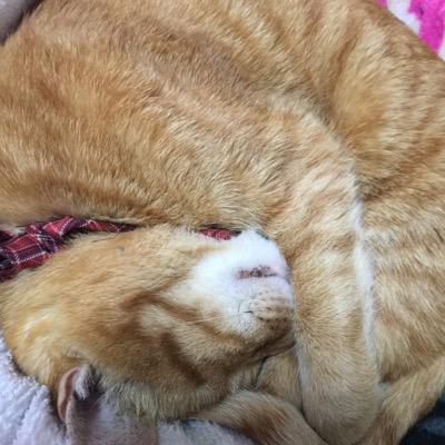 にゃにゃーんさんのプロフィール画像
