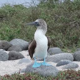 noranokonoko's profile picture. 在宅と常駐を行き来する野良プログラマー。何でも屋フリーランス。新しいこと大好きな永遠の初心者。またDWH界隈に戻りました。必要にかられてPython勉強中。放浪癖あり、水辺好き。