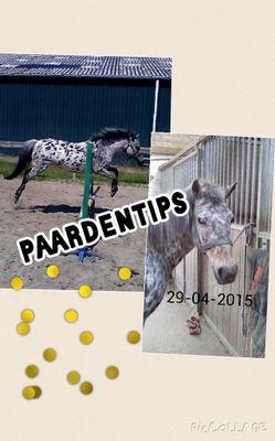 paardentips19's profile picture. ik heb een kanaal op youtube paardentips abonneer en. volg mij ik vertel dingen over paarden en leer jullue dingen http://t.co/9vfOnh9otu