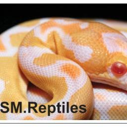 We have been keeping snakes for 15+year, and have been keeping and breeding royal pythons for the last 8 years. follow us to share our hobby. Thank you SM.
