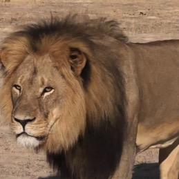 🇺🇸🇨🇦#VoteBlueToSaveAmerica #GoVeganYoullFeelBetter #SupportUkraine #BanCrypto #BanPalmOil #RememberCecil #BanTrophyHunting #HandMarkedPaperBallots