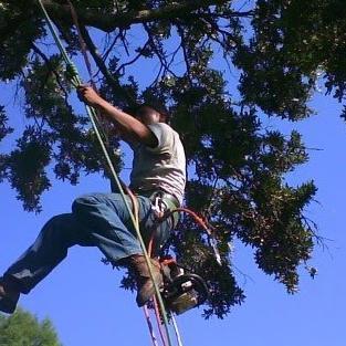 We are a dedicated tree servicing company. We have low prices and two priorities, clients and the environment.