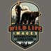Wildlife Images (@wildliferehabed) Twitter profile photo Wildlife Images (@wildliferehabed) Twitter profile photo