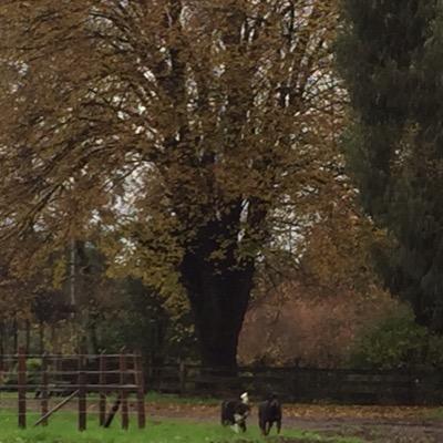 atinemosatiempo's profile picture. a quien le pedirias te cuidars tu casa y familia …….a Boric(🤣🤣🤣🤣)