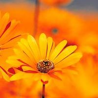 ceren demir (@sevimliia) Twitter profile photo