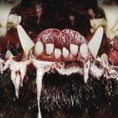 CujoRicardo's profile picture. 