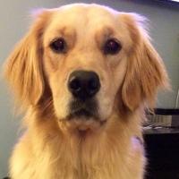 Hopper Dog (@hopper_dog) 's Twitter Profile