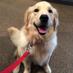 Venkman Dog (@venkmandog) Twitter profile photo Venkman Dog (@venkmandog) Twitter profile photo