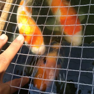 錦鯉飼育5年目です。 金魚の種類について勉強中です。 フォローよろしくお願いします