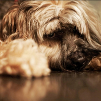 Boo & Barry McCall (@mydoggytweets) 's Twitter Profile