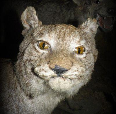 dmitry_korolevv's profile picture. 