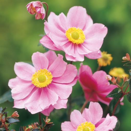 Choose from over 300 varieties of perennials on our website, we have plants ideal for any garden. All varieties are at one set price, £3.50. Free 48hour postage