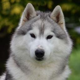 BadWollf_'s profile picture. 