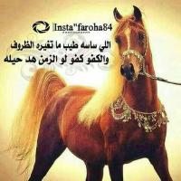 ايمن الشرفات (@9bce11b89af54dc) 's Twitter Profile