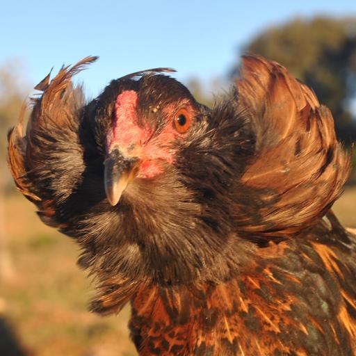 RazaAraucana's profile picture. Huevos azules bajos en colesterol. fantásticos para repostería. Nos dedicamos a la cría , reproducción y venta de huevos azules