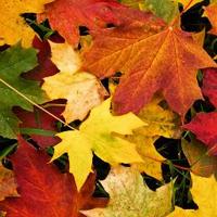 David Hawker-Budlovs (@kedd2010) 's Twitter Profile