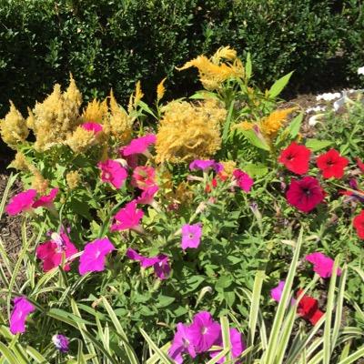 NinaLife99's profile picture. Family owned + run nursery. Featuring @Growninmonmouth landscape plants with 17+ varieties of Boxwood RC and liners. Green vistas.#boxwood #plants #grow