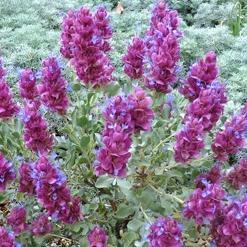 Salvia Guru shares news about the Salvia genus — the specialty of Flowers by the Sea Farm.