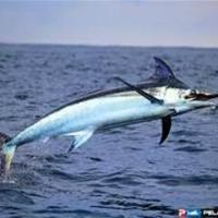 steve leasure (@leasuresteve) 's Twitter Profile