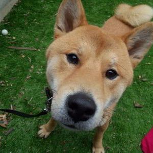 柴犬サブ Sabu9253 Twitter 柴犬サブ Sabu9253 Twitter