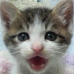kijikijishiro's profile picture.