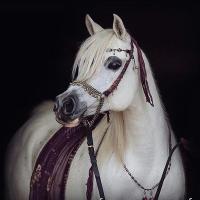 بدر  (@badr79222) Twitter profile photo