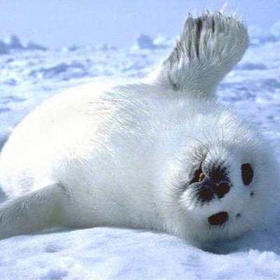 karelian2011's profile picture. The only way to achieve the impossible is to believe it is possible.