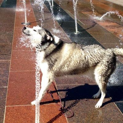 Breck the Floppy Eared Husky, Children's book series.