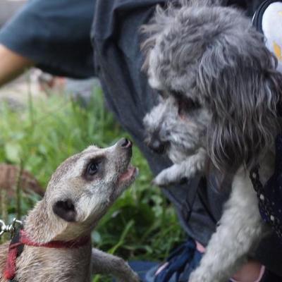 飛沫 トイプードル ごま油で炒める 小型犬はティースプーン1杯 植物油は毛ヅヤをよくする ゴマ油は 意外でたまらない Http T Co Pkojgfgjj6