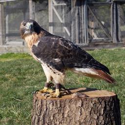 rspaw's profile picture. 