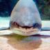 Bruce Requin (@eleemosynarius) Twitter profile photo Bruce Requin (@eleemosynarius) Twitter profile photo