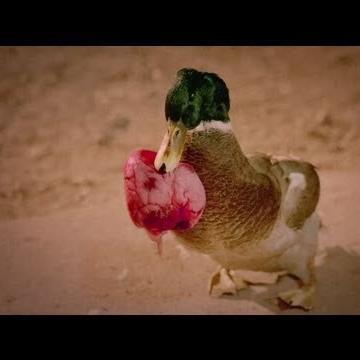 Los putos patos mandan, sino te lo crees mis primos hicieron el videoclip de RATTLE