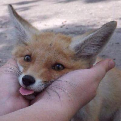 shutyourjessup's profile picture. 