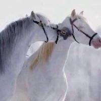 Aljoharah Albahli (@joree5060) 's Twitter Profile