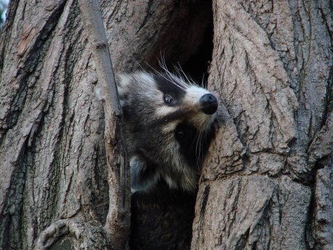 Update 2014: Unfortunately, the War on Central Park Raccoons continues, many have disappeared since 2010. Thanks to All who signed the petition 4 years ago: