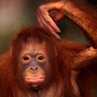 Dale Singer (@singerinhills) 's Twitter Profile