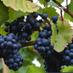 Sealwood Vineyard (@sealwood_wine) Twitter profile photo Sealwood Vineyard (@sealwood_wine) Twitter profile photo