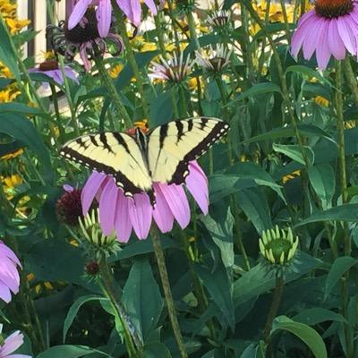 AttuneTherapy's profile picture. Attune Therapeutic Services, LLC was created to provide quality mental health services for adolescents and adults seeking healthier solutions and support.